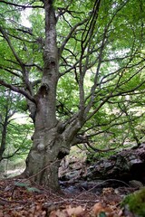 Arbre géant centenaire forêt ancienne hêtre