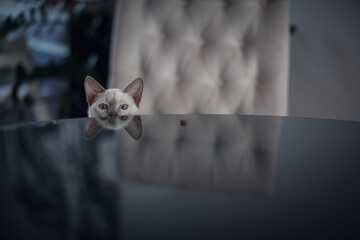 Thai cat peeking out from behind the table surface