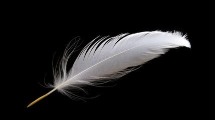 feather bird soft fluffy wing  - obrazy, fototapety, plakaty