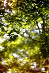 Arrière-plan feuillage forêt arbre vert soleil