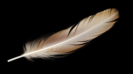 feather bird soft fluffy wing 