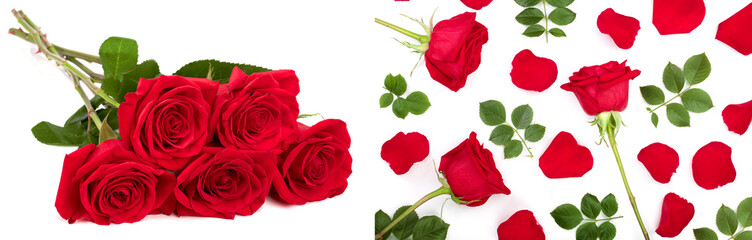Obraz premium beautiful red rose isolated on white background