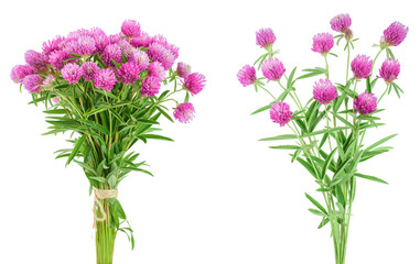 Clover or trefoil flower medicinal herbs isolated on white background