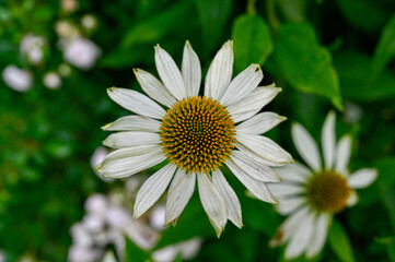 Fototapeta premium Closeup of white and yellow Coneflower Echinacea