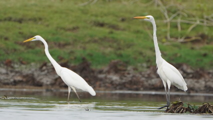 Tiruchirapalli,Tamilnadu, india- 12 august 2023 two White Crane Bird on the lake waiting for fish