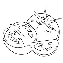 illustration of tomato