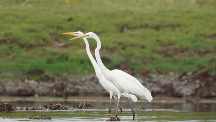Tiruchirapalli,Tamilnadu, india- 12 august 2023   two Beautiful White Crane Bird's on the lake waiting for fish 
