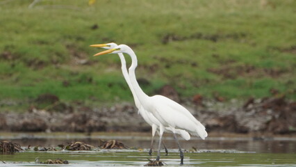 Tiruchirapalli,Tamilnadu, india- 12 august 2023   two Beautiful White Crane Bird's on the lake waiting for fish 