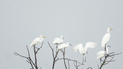 Tiruchirapalli,Tamilnadu, india- 12 august 2023  Beautiful White Crane Bird's on the tree branch 