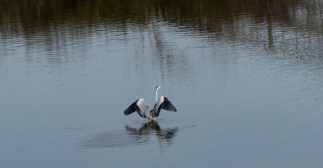 池に立つアオサギ