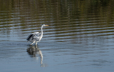 池に立つアオサギ