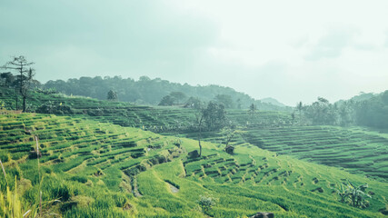 Beautiful views of mountains and terraced rice fields in Indonesia