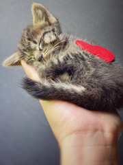 Red heart with cute tabby kitten sleeping on palm background.