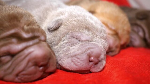 Four Newborn Puppies Sleeping Together, Shar Pei Pups Sleeping