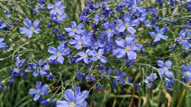 Perennial blue flax flower (linum perenne) in slight wind