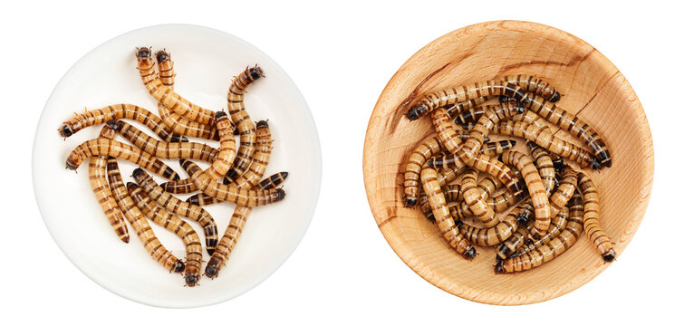 Worms larvae zophobas in ceramic bowl isolated on white background. Food for exotic animals. Top view. Flat lay