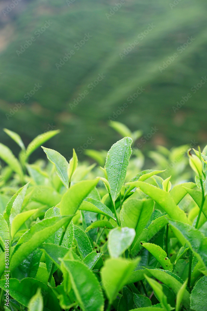 Wall mural Close up of tea leaves  at cameron highland,in Malaysia