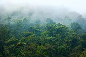 morning mist in the rainforest of Malaysia near Cameron highlands - obrazy, fototapety, plakaty