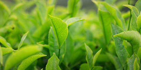 Close up of tea leaves  at cameron highland,in Malaysia