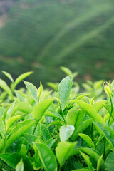 Close up of tea leaves  at cameron highland,in Malaysia