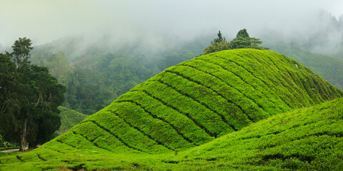 tea plantation at cameron highland,in Malaysia - obrazy, fototapety, plakaty