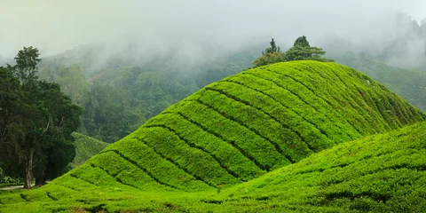 Foto op Aluminium tea plantation at cameron highland,in Malaysia © MICHEL