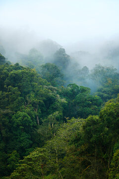 morning mist in the rainforest of Malaysia near Cameron highlands