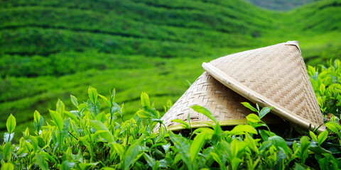 bamboo hat laying on tea at cameron highlands ,in Malaysia