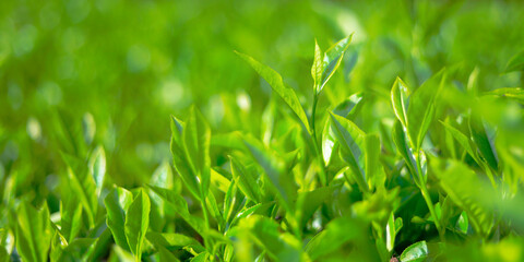 Close up of tea leaves  at cameron highland,in Malaysia