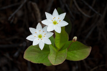 Chickweed Wintergreen (Lysimachia europaea)