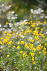 フィンランドのミヤマキンポウゲ