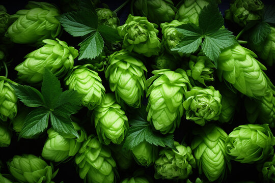 Raw material hops for beer fermentation. Green hops. Concept beer craft. beer homemade.