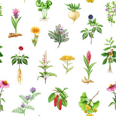 Medicinal herbs and plants seamless pattern. Watercolor illustration. Hand drawn medical herb seamless pattern. Ginseng, gotu kola, echinacea, tulsi, maca, ashwagandha, maca root on white background