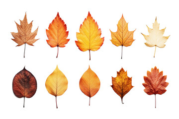 Set of autumn leaves isolated on white clear background
