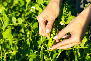 hand holding an open pod with green peas