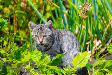 Naklejka na ściany i meble domestic cat on a background of green grass.