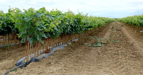 Jeunes plants de vigne