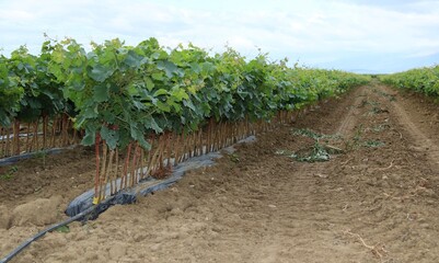 Jeunes plants de vigne