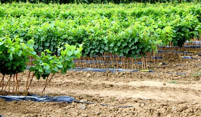 Jeunes plants de vigne