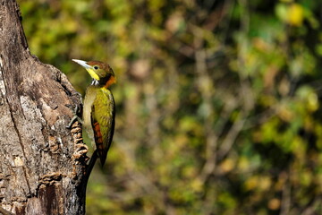 Greater Yellow-naped Woodpecker, Picus flavinucha,.Uttarakhand, India