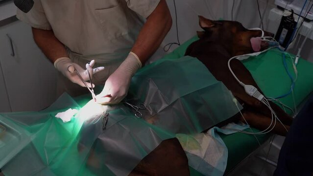 operating room. surgeon veterinarian makes operation on great dane on the operating table. Surgery to remove tumor on dog's thigh is in progress. Dog under general anesthesia. Video footage top view