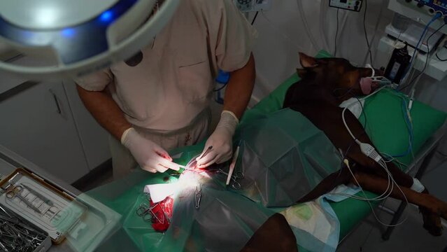surgeon veterinarian makes an operation on great dane on the operating table. Surgery to remove a tumor on a dog's thigh is in progress. Dog under general anesthesia. Video footage top view