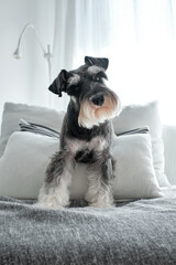 Cute purebred dog sitting on cushions