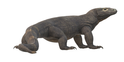 Comodo Dragon isolated on  a Transparent Background