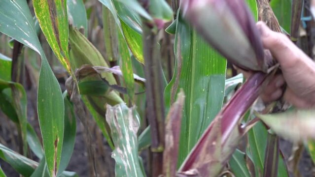 Purple corn or purple maize ready for harvest on blurry corn field background. Front view of organic sweet purple corn. Macro purple corn in garden.