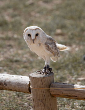 lechuza blanca o lechuza de campanario, barn owl