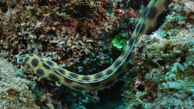 Elegant spotted snake eel searching for prey on the reef.