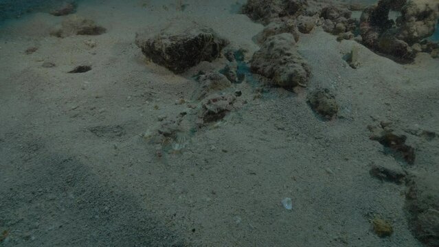 Male and female dragonfish on sandy bottom.