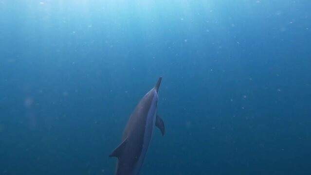 Beautiful spinner dolphin joining the pod under the tropical sun.