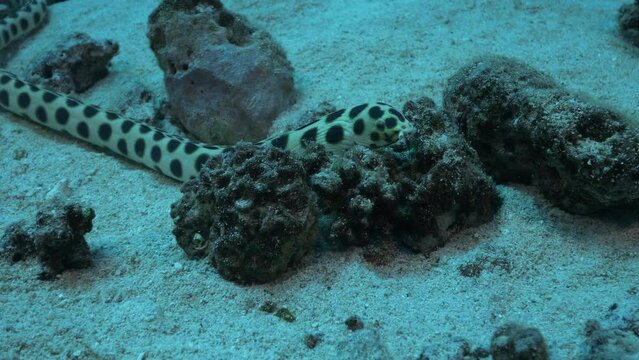 Beautiful spotted snake eel elegantly swimming between the rubbles of the sandy ocean floor.
